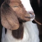boeropzoek